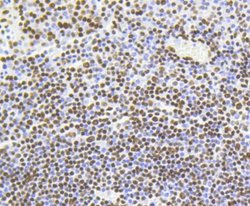 HistoneH4 Rabbit anti-Human, Clone: SR31-07, Novus Biologicals 100&mu;L:Antibodies,